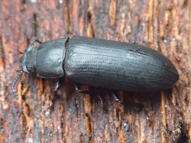 Cryphaeus cornutus (Fischer de Waldheim, 1823)